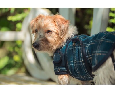 ESKADRON Heritage Hundemantel Bouclé