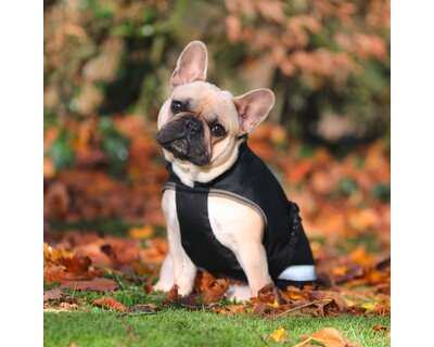 bucas Hundemantel Dog Rug Freedom 300 g