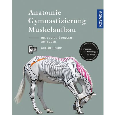 Anatomie, Gymnastizierung, Muskelaufbau 