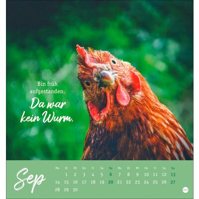 Postkartenkalender Hühner 2026 - Ach, du verrücktes Huhn – Ansicht 5