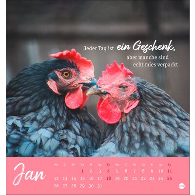 Postkartenkalender Hühner 2026 - Ach, du verrücktes Huhn – Ansicht 2