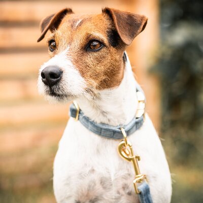 KENTUCKY DOGWEAR Hundehalsband Velvet