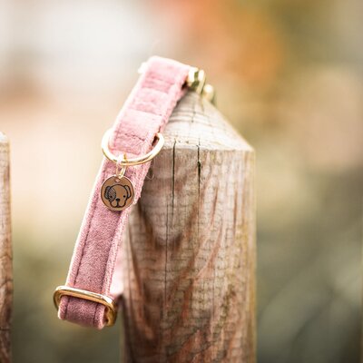 KENTUCKY DOGWEAR Hundehalsband Velvet