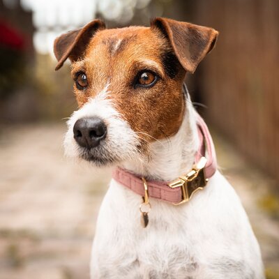 KENTUCKY DOGWEAR Hundehalsband Velvet