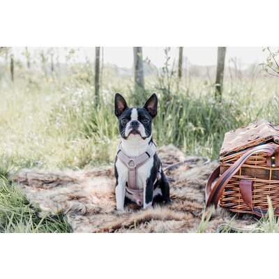 KENTUCKY DOGWEAR Hundegeschirr Activ Velvet