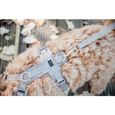KENTUCKY DOGWEAR Hundegeschirr Activ Velvet