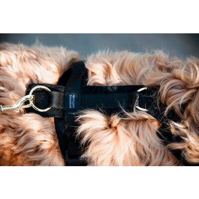 KENTUCKY DOGWEAR Hundegeschirr Activ Velvet