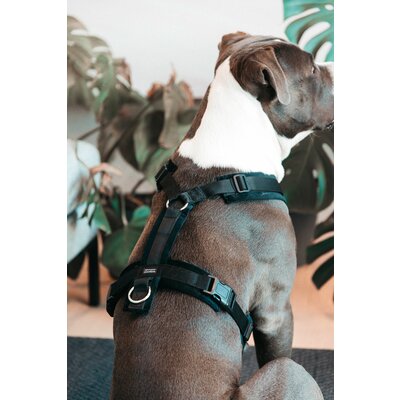 KENTUCKY DOGWEAR Hundegeschirr Activ Velvet