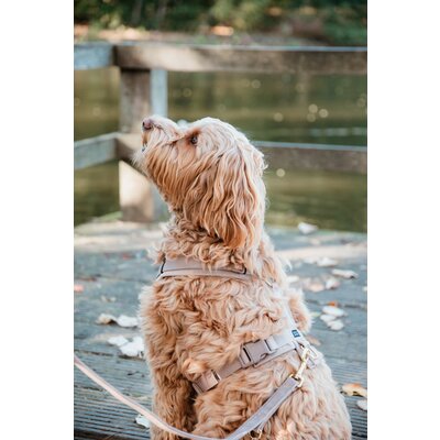 KENTUCKY DOGWEAR Hundegeschirr Activ Velvet