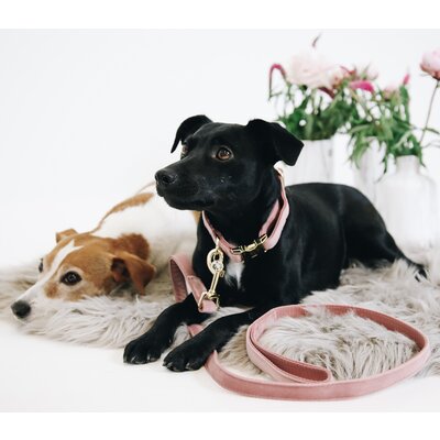 KENTUCKY DOGWEAR Hundeleine Velvet