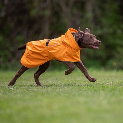 pawberry Hunde-Regenmantel Rainstormer – Ansicht 1