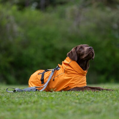 pawberry Hunde-Regenmantel Rainstormer – Ansicht 4