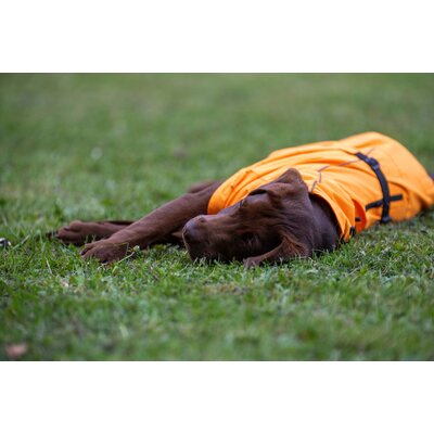 pawberry Hunde-Regenmantel Rainstormer – Ansicht 5