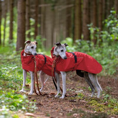 pawberry Hunde-Regenmantel Rainstormer – Ansicht 1