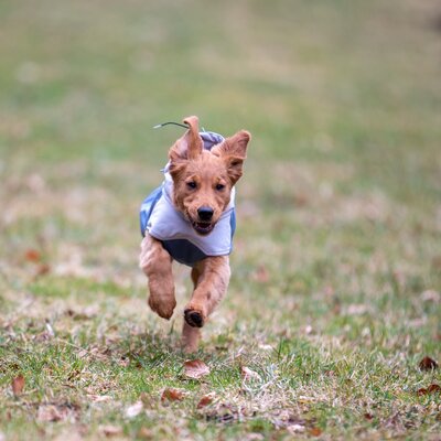 pawberry Hunde-Wintermantel Tallinn – Ansicht 4