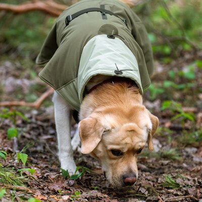 pawberry Hunde-Wintermantel Random – Ansicht 4