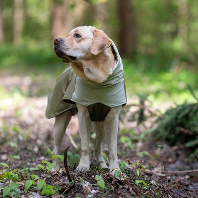pawberry Hunde-Wintermantel Random – Ansicht 5