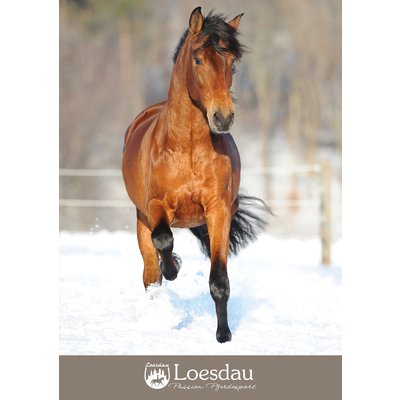 Loesdau Gutschein zum Drucken Spaß im Schnee