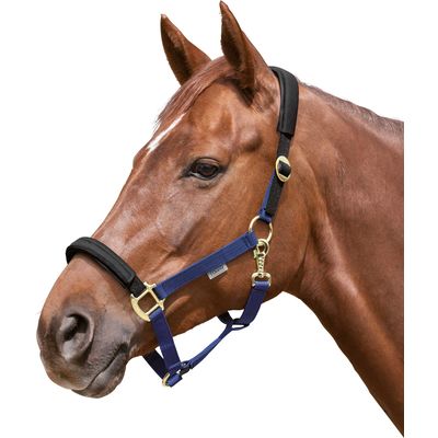 EQUEST Halfter Equi-Stretch 