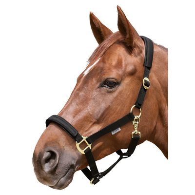 EQUEST Halfter Equi-Stretch