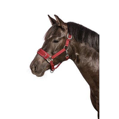 Horse-friends Longier- und Stallhalfter