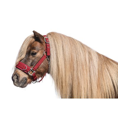 Horse-friends Longier- und Stallhalfter