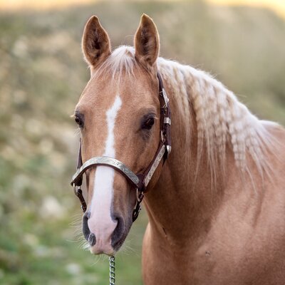 L-pro West Showhalfter brown | Foal