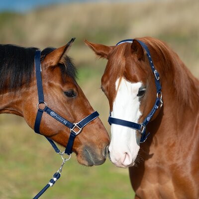 Passion 4Q Halfter