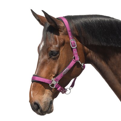 Horse-friends Halfter Seattle berry | schweres Kaltblut