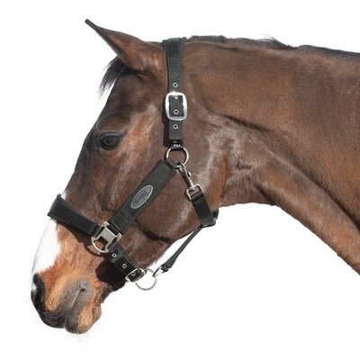 Horse-friends Halfter Seattle schwarz | Kaltblut