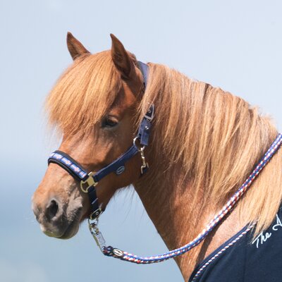 Horse-friends Island-Halfter Keflavik – Ansicht 2