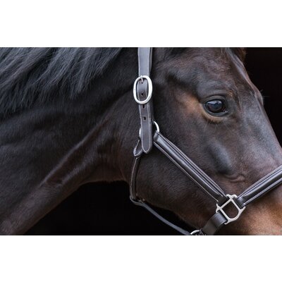 EQUINE MICROTEC Lederhalfter mit Kontrastnähten brown | Pony