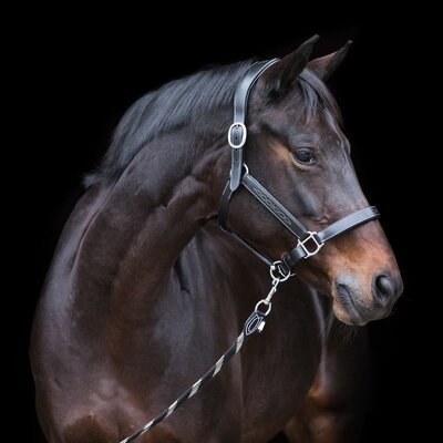 EQUINE MICROTEC Lederhalfter black | Pony