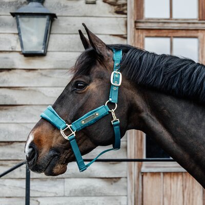 KENTUCKY Halfter Velvet