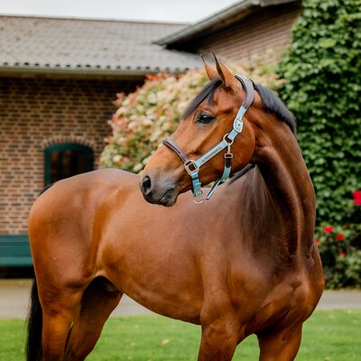 HORSEWARE Signature Halfter