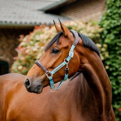HORSEWARE Signature Halfter 