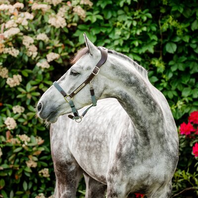 HORSEWARE Signature Halfter Braided