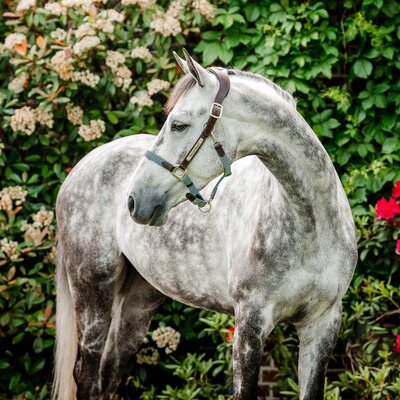 HORSEWARE Signature Halfter Braided 