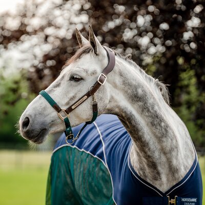 HORSEWARE Signature Halfter Braided 