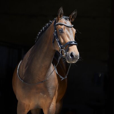 kieffer Trensenzaum Softtech Line Anouk