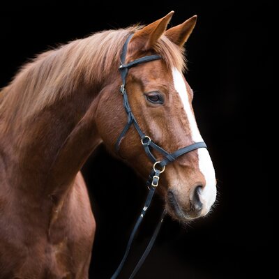 SABRO Sidepull schwarz/messing | Warmblut