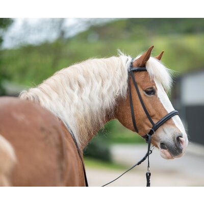 F.R.A. Gebisslose Zäumung Indy - Skala 5 schwarz | Warmblut