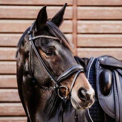 DÖBERT Trensenzaum Berlin schwarz | Warmblut