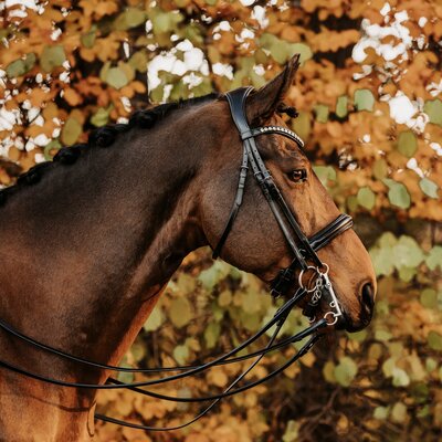 DÖBERT Kandarenzaum Hamburg schwarz | Warmblut