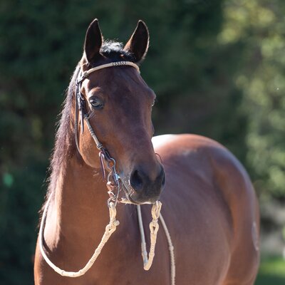 Passion 4Q Westerntrense – Ansicht 3
