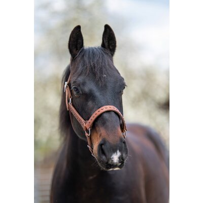 Passion 4Q Lederhalfter