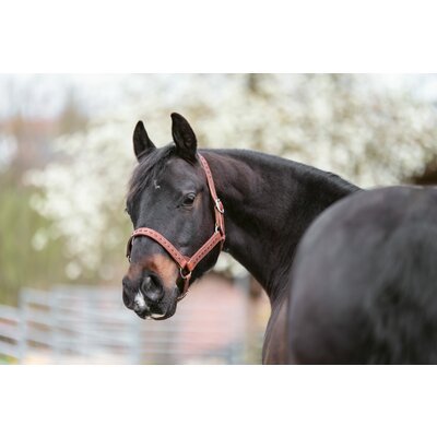 Passion 4Q Lederhalfter