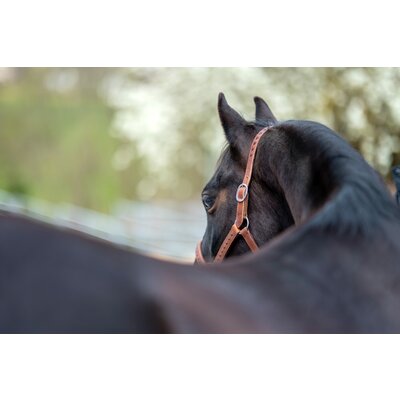 Passion 4Q Lederhalfter