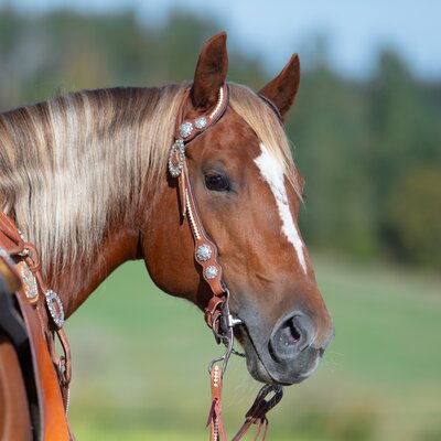 Passion 4Q Zweiohr-Westerntrense brown | COB