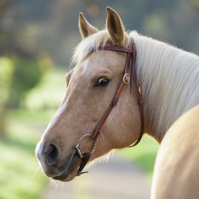 Passion 4Q Westerntrense 